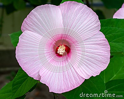 Hibiscus Malvaceae, Hibiscus moscheutos, Hibiscus trionum marsh pink, beautiful flower with deep pink center and delicate pink Stock Photo