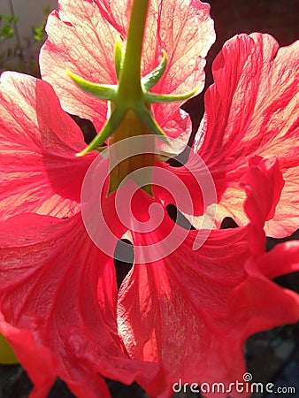 Hibiscus petals and vains Stock Photo