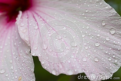 Hibiscus petals Stock Photo