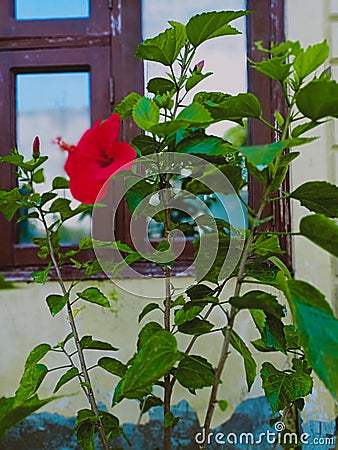 Hibiscus plant with flower hibiscus plant known as gudhal hibiscus plant is a bush commonly of red colour it has meny branches Stock Photo
