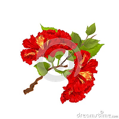 Hibiscus red branch tropical flowers on a white background vintage botanical vector Vector Illustration