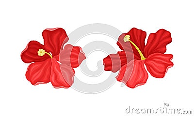 Hibiscus Red Tropical Flower with Large Petals Vector Set Vector Illustration