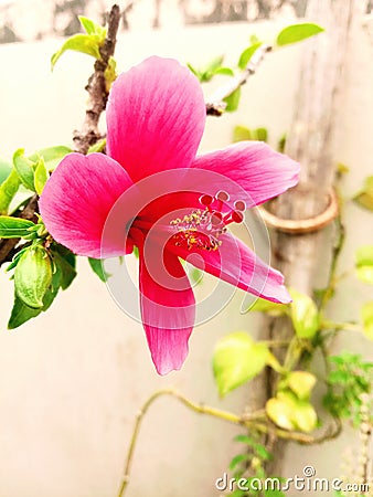 Hibiscus Rosa#garden flower Stock Photo