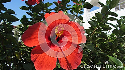 Hibiscus rosa-sinensis Stock Photo