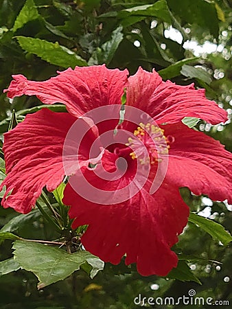 Hibiscus rosa-sinensis or is a genus of flowering plants in the mallow family, Malvaceae. It was a Malaysian national flower call Stock Photo