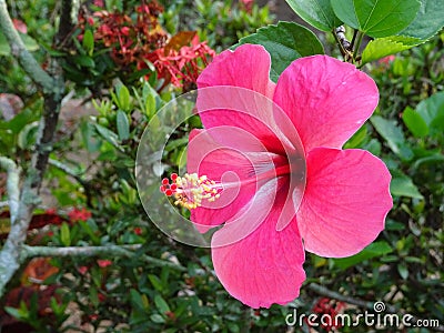 Hibiscus rosa-sinensis or is a genus of flowering plants in the mallow family, Malvaceae. Stock Photo