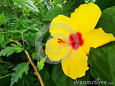 Hibiscus rosa-sinensis - yellow chinese rose Stock Photo