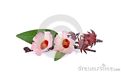 Hibiscus sabdariffa or roselle flower on white Stock Photo