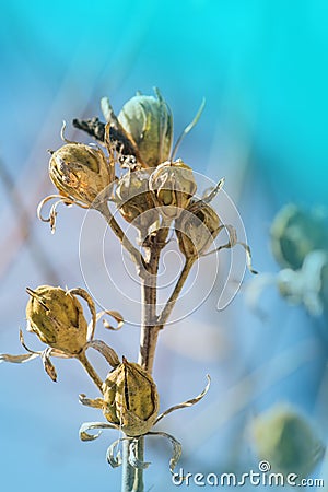 Hibiscus seed box on nature background. Hibiscus flower seeds for seedling growth Stock Photo