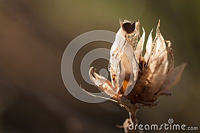 Hibiscus seed Stock Photo