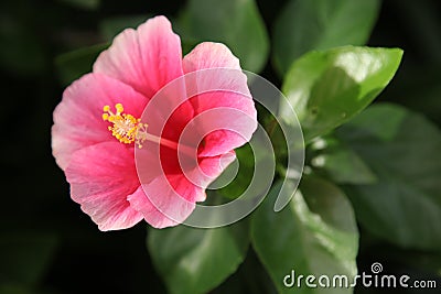 Hibiscus red Chinese rose Stock Photo