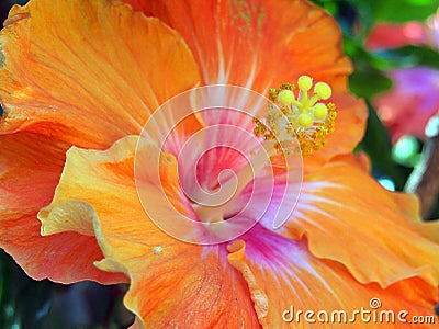 Detail of Red and Yellow Hibiscus Flower in Garden Stock Photo