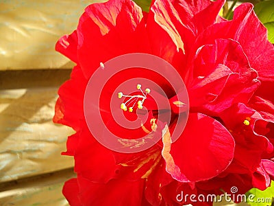 Hibiscus or Sudanese rose. Red flower with yellow protruding stamens Stock Photo