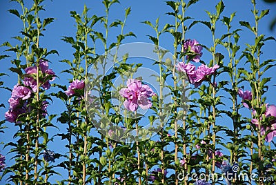 Beautiful pink hibiscus flowers against blue sky Stock Photo