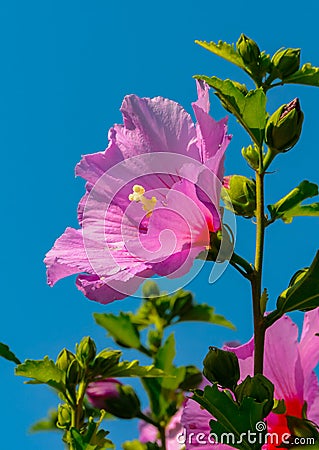 (Hibiscus syriacus), pink flower against blue sky Stock Photo