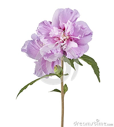 Hibiscus syriacus - Rose of Sharon, Tropical purple flower isolated on white background, with clipping path Stock Photo