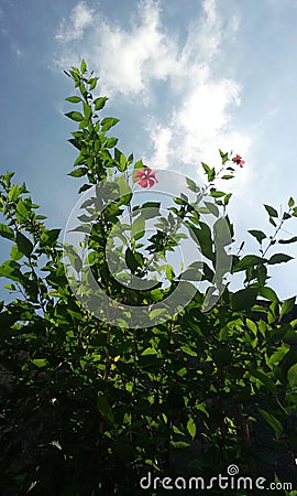 The hibiscus tree is exposed to the morning sun Stock Photo