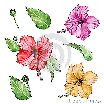 Hibiscus tropical flower watercolor illustration set. Hand drawn bright exotic hibiscus blossom with leaves and buds collection. Cartoon Illustration