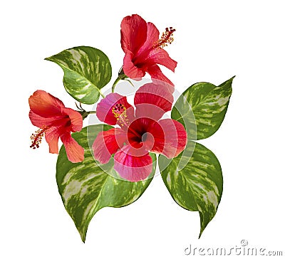 Hibiscus. Tropical flowers arrangement. Stock Photo