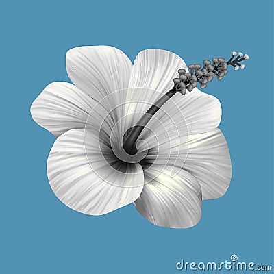 Hibiscus tropical monochrome collage. Realistic flower on blue background. Vector Illustration