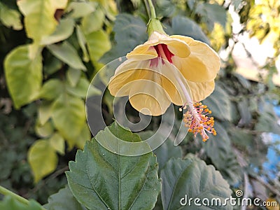 Hibiscus yellow red small flowers with polan Stock Photo