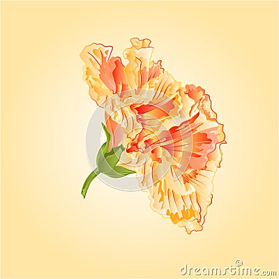 Hibiscus Yellow tropical flowers vector Vector Illustration