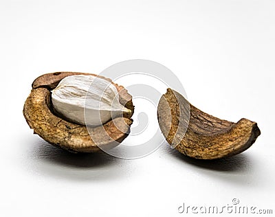 Hickory Nut Stock Photo