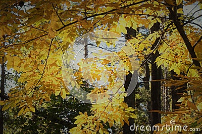 A Hickory Tree in Full Fall Color Stock Photo