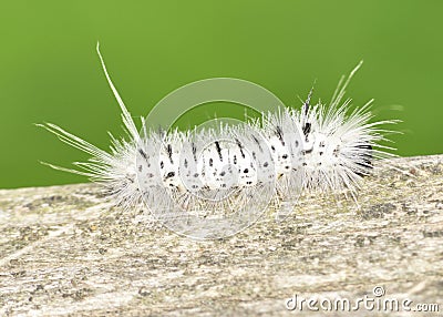 Hickory Tussock Moth Caterpiller Stock Photo