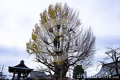 Hida Kokubunji Temple Takayama - Heritage Temple over 1200 years old Stock Photo