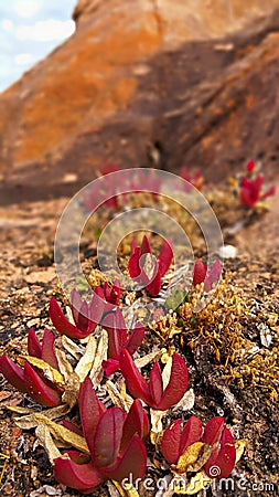 Hidden amongst the rocks Stock Photo