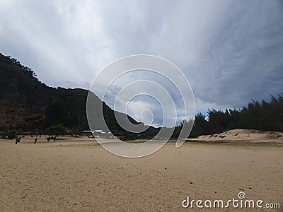 Pine forrest and beach Editorial Stock Photo