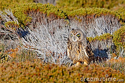 Hidden owl. Short-eared Owl, Asio flammeus sanfordi, rare endemic bird from Sea Lion Island, Fakland Islands, Owl in the nature ha Stock Photo