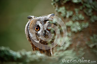 Hidden portrait Long-eared Owl with big orange eyes behind larch tree trunk Stock Photo