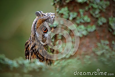 Hidden portrait Long-eared Owl with big orange eyes behind larch tree trunk, wild animal in the nature habitat, Sweden Stock Photo