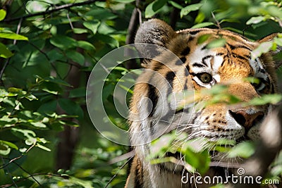 Hidden Tiger Stock Photo