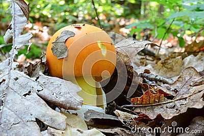 Hidden treasure, Caesar`s mushroom under leaves Stock Photo