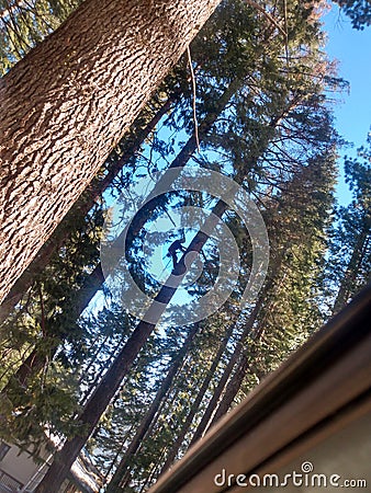 Hidden tree climber Stock Photo