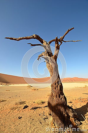 Hidden Vlei, Namib desert,Namibia Stock Photo