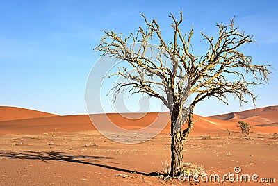 Hidden Vlei, Namibia Stock Photo