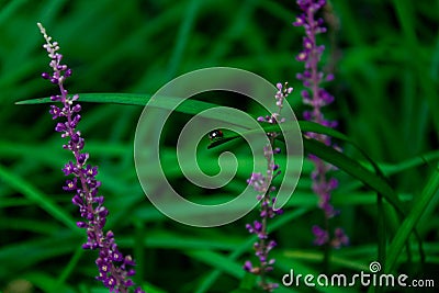 Hidden world, ladybug in the grass Stock Photo