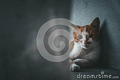 A hidding cat. Stock Photo