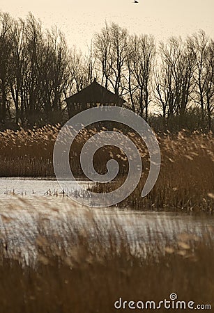 Hide de Zeearend Oostvaardersplassen, Zeearendhut Oostvaardersplassen Stock Photo