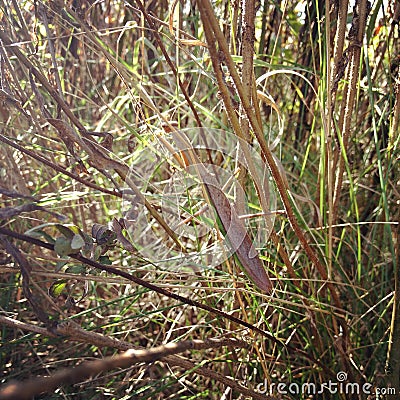 Hide and Seek & x28;Praying Mantis& x29; Stock Photo