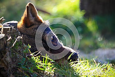 Hideen wolf Stock Photo