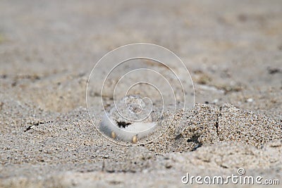 Hiding Baby Piping Plover Stock Photo
