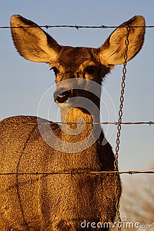 Hiding Behind Barb Wire Fence Stock Photo