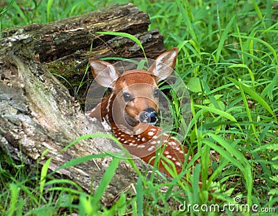 Hiding Fawn Stock Photo