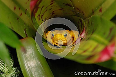 Hiding frog Stock Photo