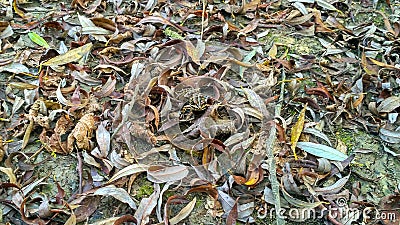 A hiding frog Stock Photo